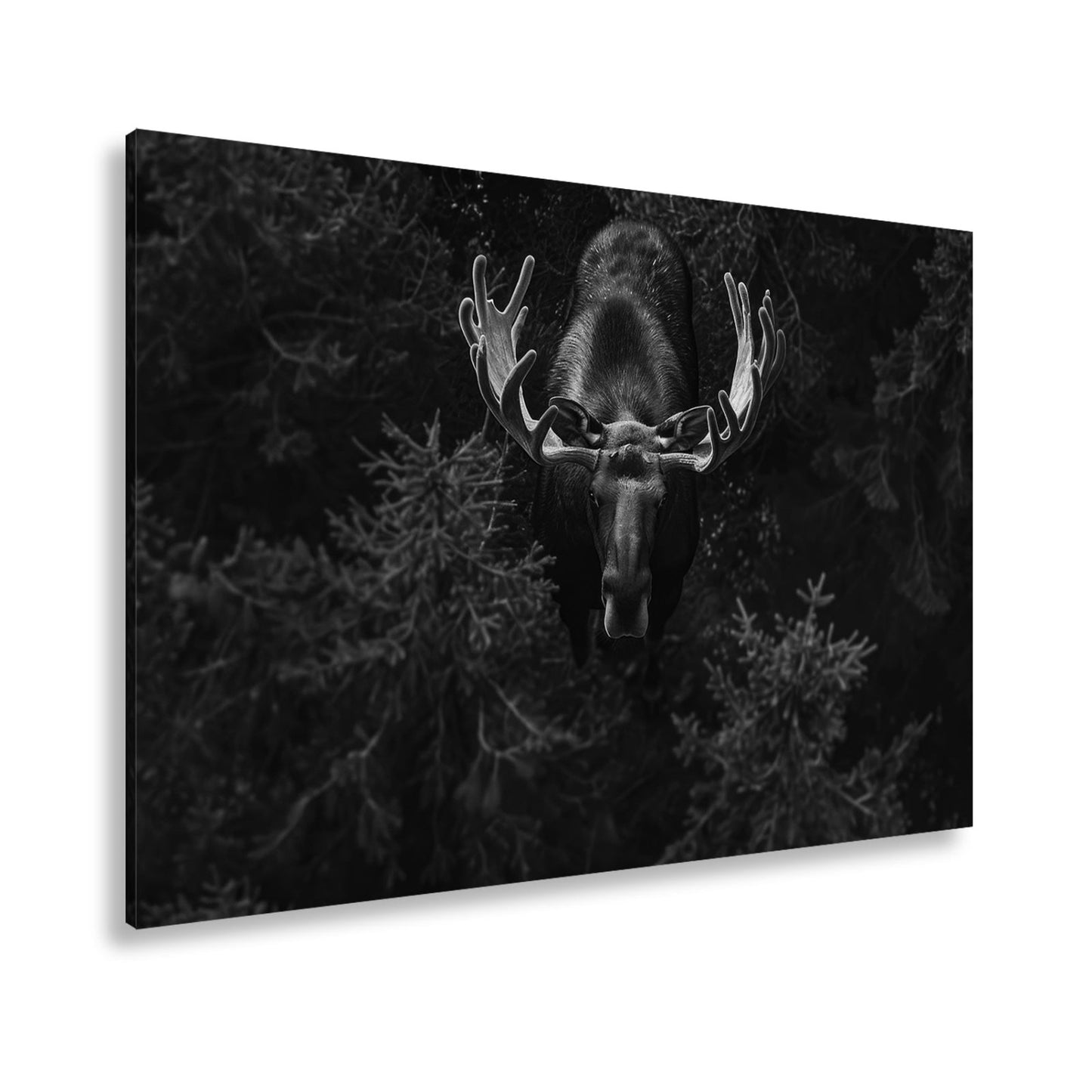Leinwandbild Majestätischer Elch im Schatten des Waldes - deyoli
