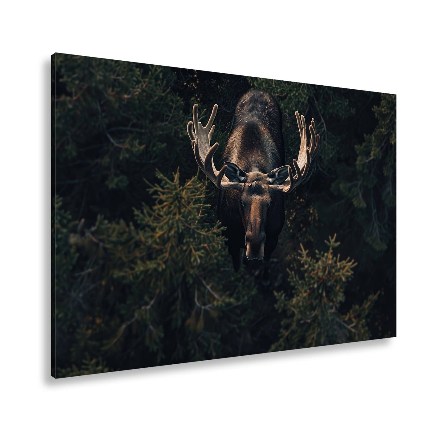 Leinwandbild Majestätischer Elch im Schatten des Waldes - deyoli