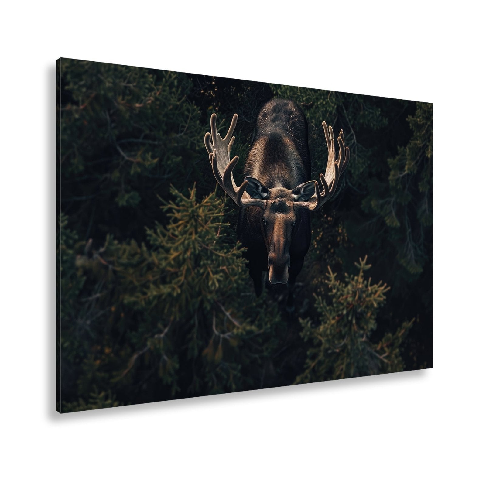 Leinwandbild Majestätischer Elch im Schatten des Waldes - deyoli