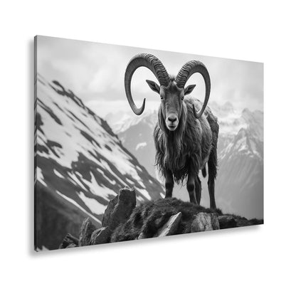 Leinwandbild Majestätischer Steinbock trotzt der kühlen Bergwelt. - deyoli