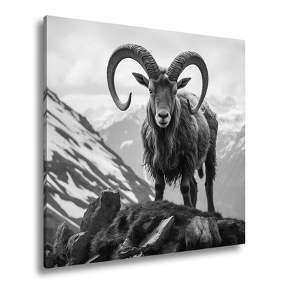 Leinwandbild Majestätischer Steinbock trotzt der kühlen Bergwelt. - deyoli