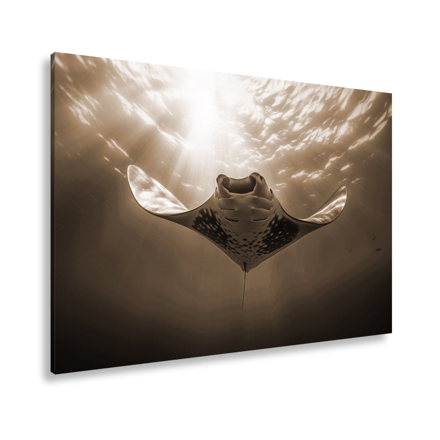 Leinwandbild Manta XXL – Majestätischer Gleiter durch Licht & Tiefe - deyoli