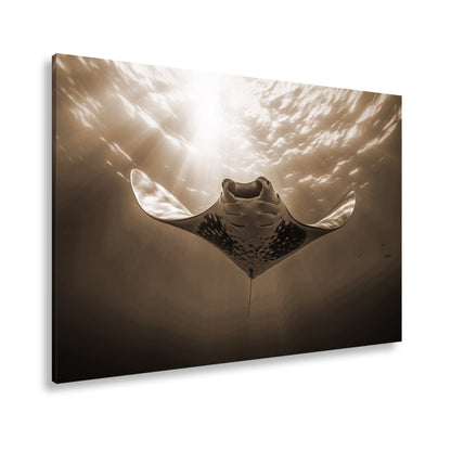 Leinwandbild Manta XXL – Majestätischer Gleiter durch Licht & Tiefe - deyoli