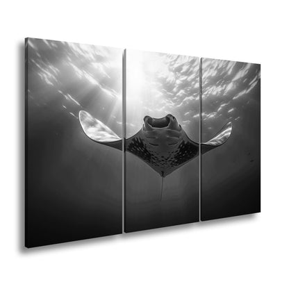 Leinwandbild Manta XXL – Majestätischer Gleiter durch Licht & Tiefe - deyoli