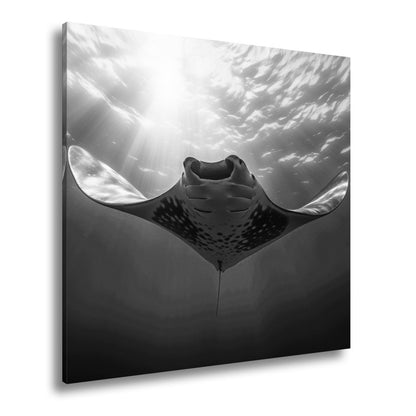 Leinwandbild Manta XXL – Majestätischer Gleiter durch Licht & Tiefe - deyoli