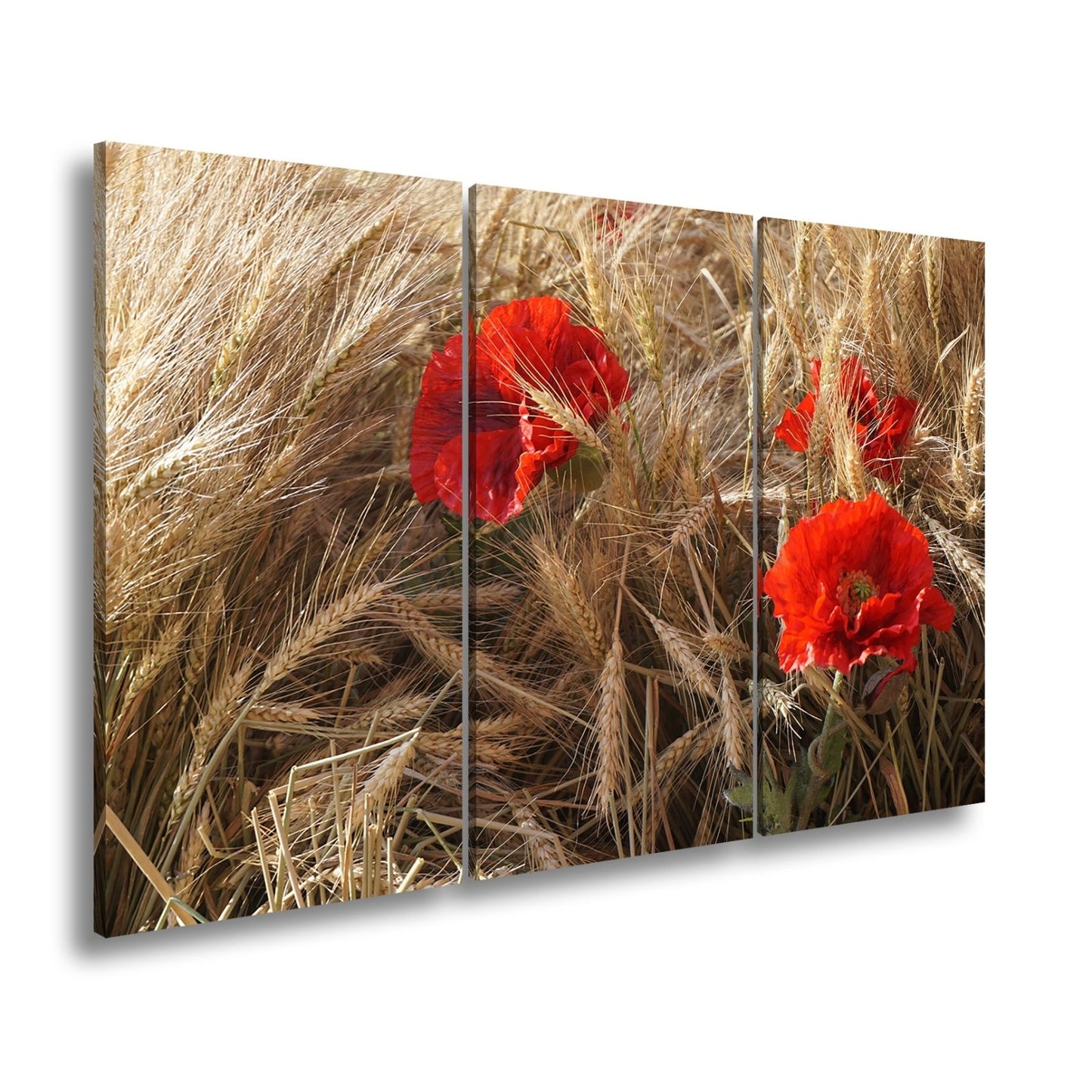 Leinwandbild Mohn im Kornfeld – rotes Leben im goldenen Meer. - deyoli