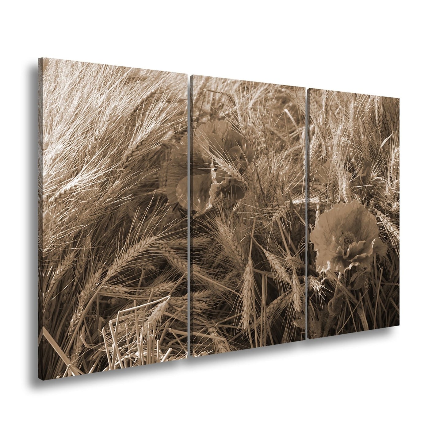 Leinwandbild Mohn im Kornfeld – rotes Leben im goldenen Meer. - deyoli