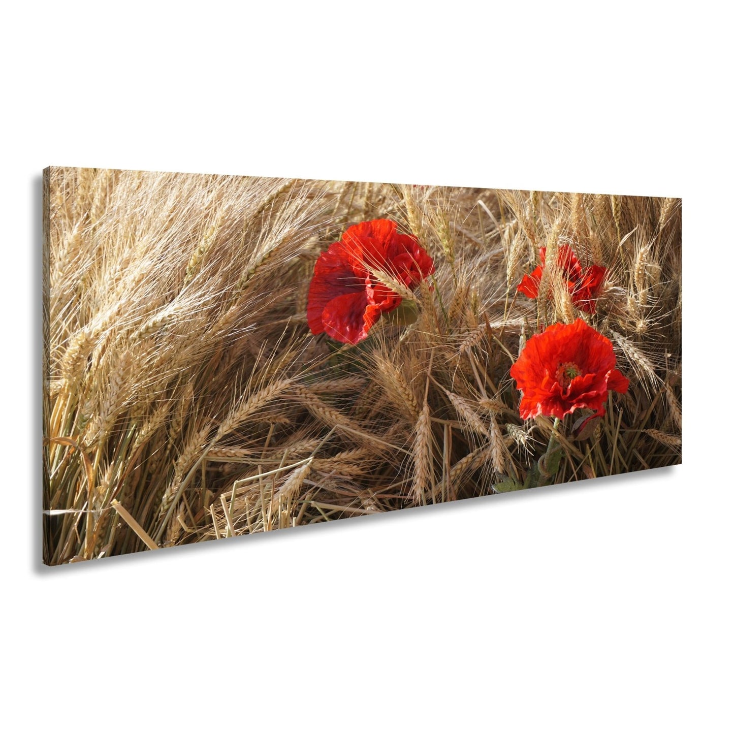 Leinwandbild Mohn im Kornfeld – rotes Leben im goldenen Meer. - deyoli