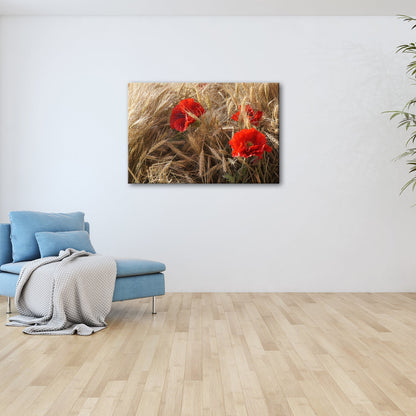 Leinwandbild Mohn im Kornfeld – rotes Leben im goldenen Meer. - deyoli