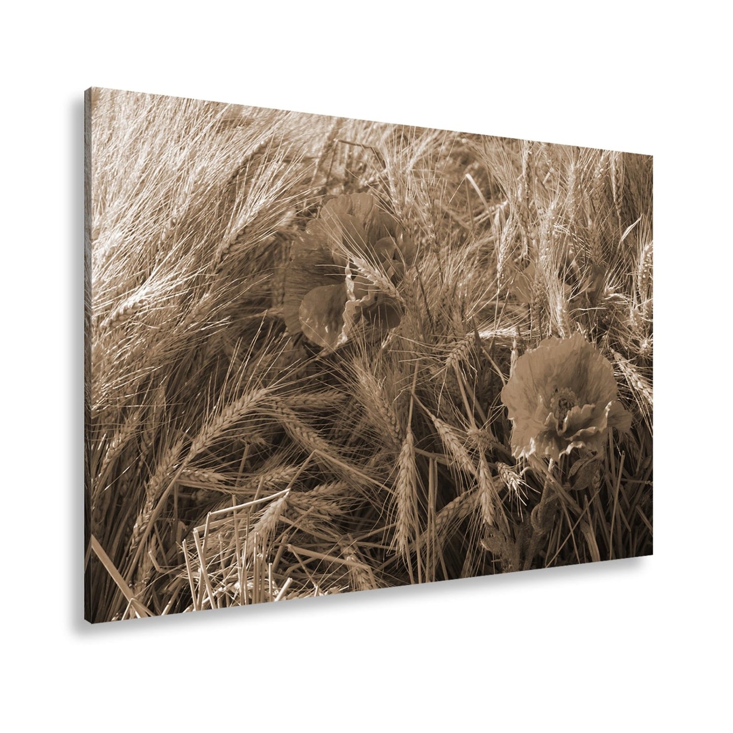 Leinwandbild Mohn im Kornfeld – rotes Leben im goldenen Meer. - deyoli