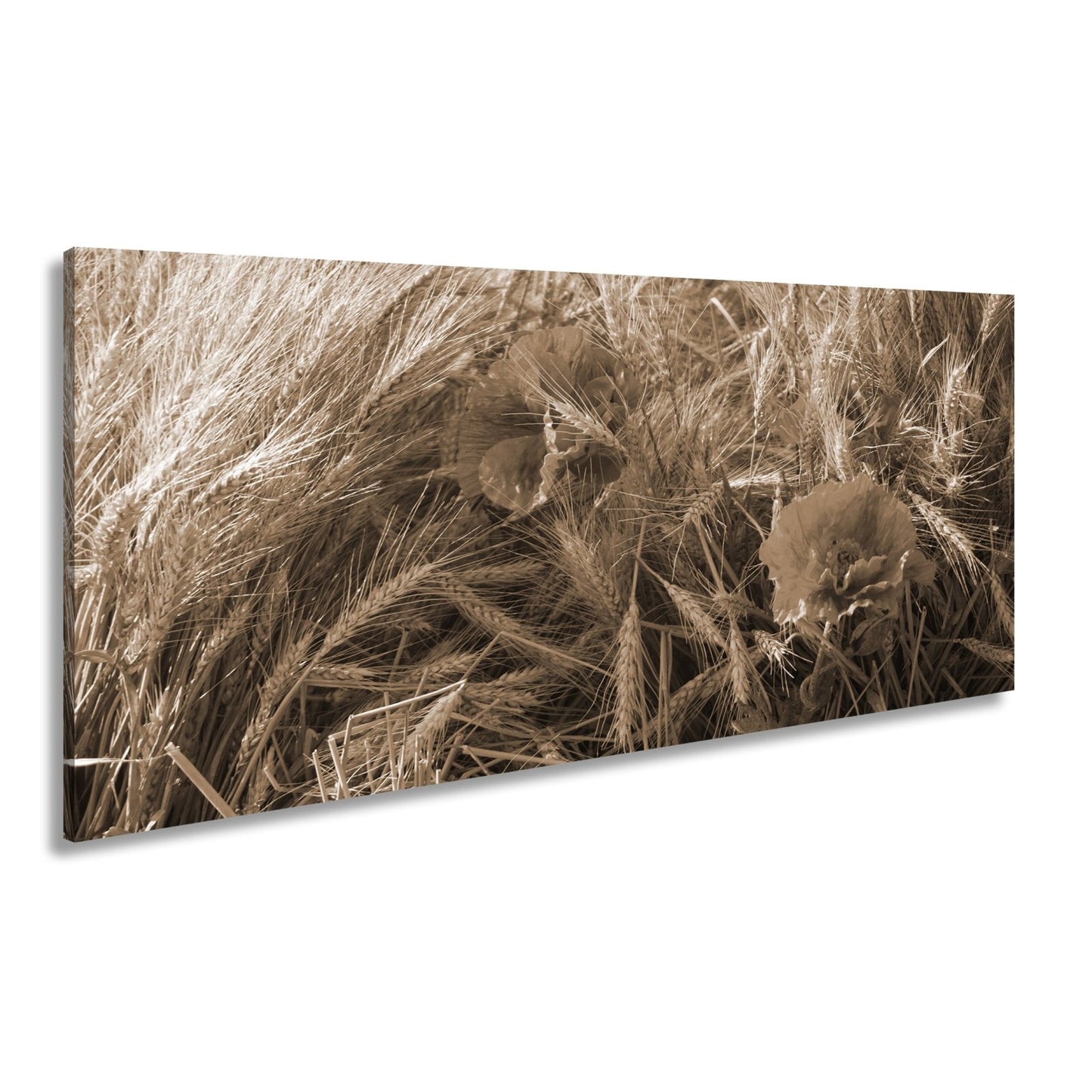 Leinwandbild Mohn im Kornfeld – rotes Leben im goldenen Meer. - deyoli