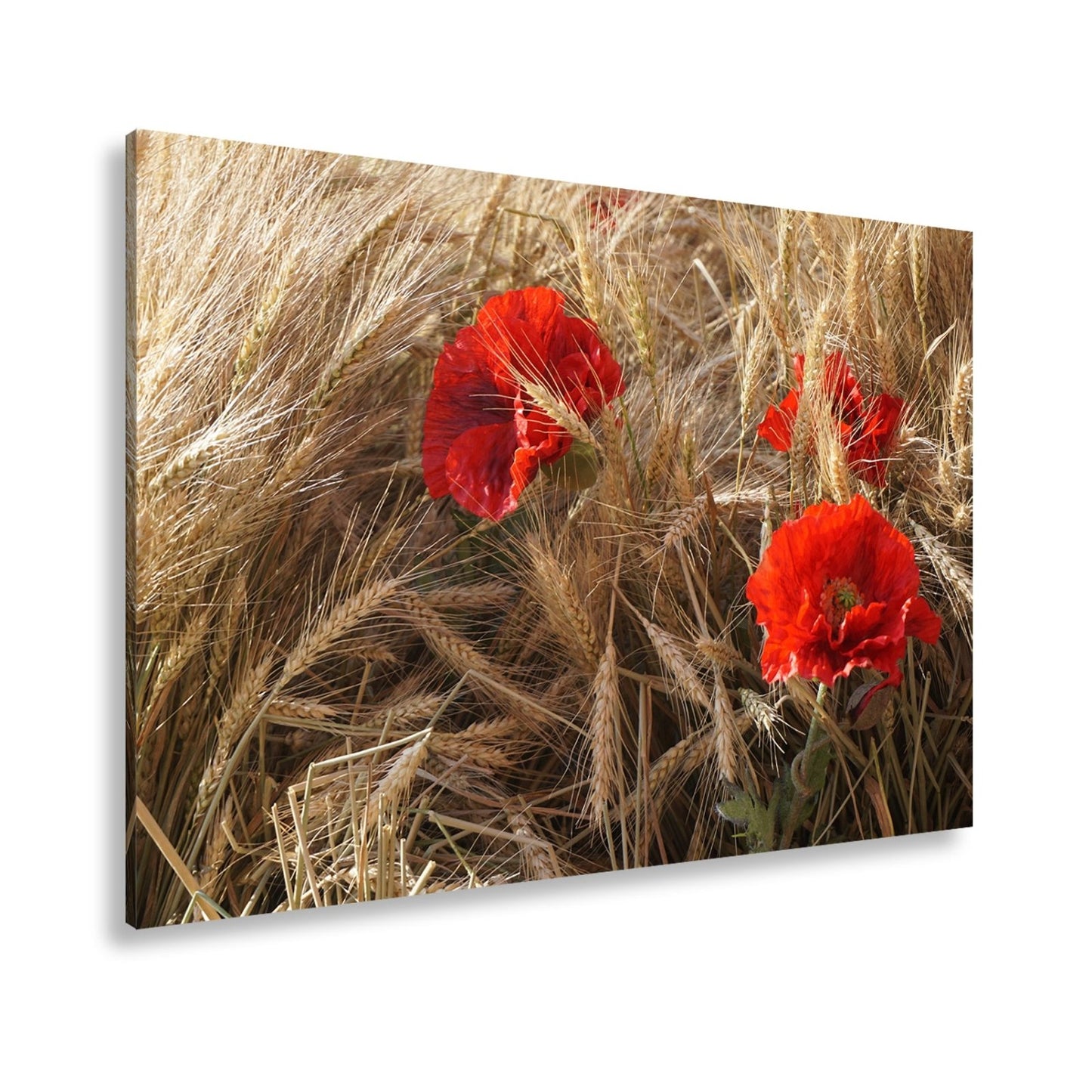 Leinwandbild Mohn im Kornfeld – rotes Leben im goldenen Meer. - deyoli