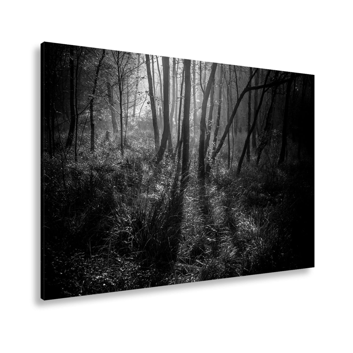Leinwandbild Mystischer Wald, rot glühendes Gras im Nebelschimmer - deyoli