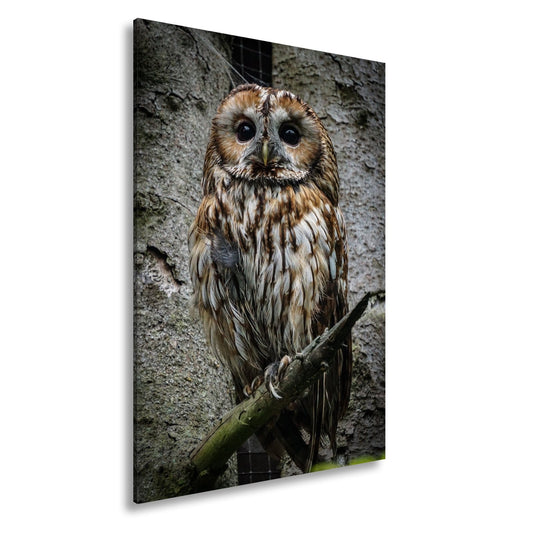 Leinwandbild Nachtblick – die Eule der Tiefe auf rauer Rinde. - deyoli