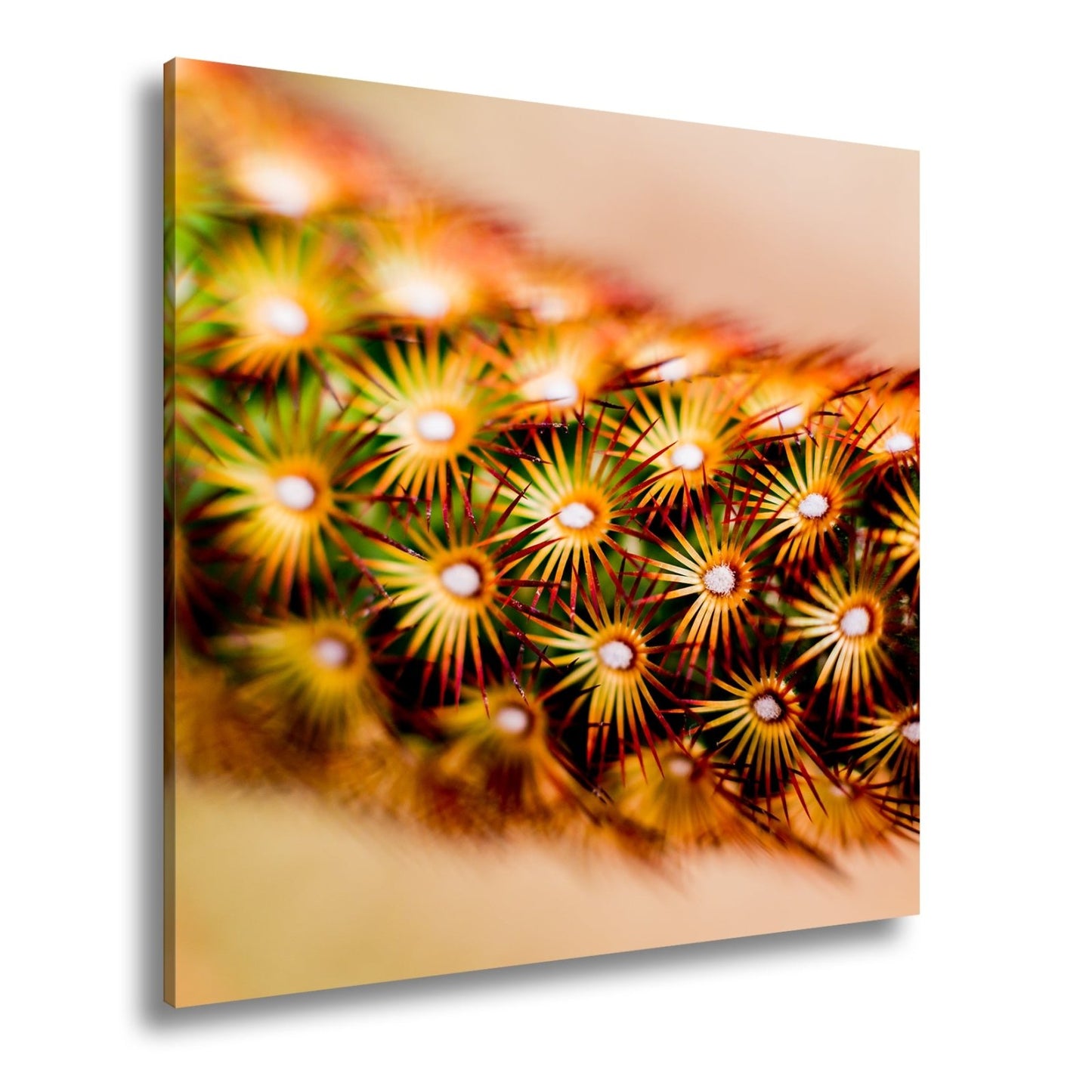 Leinwandbild Natur XXL – Makrozauber Leuchtende Dornen & Naturdetails - deyoli