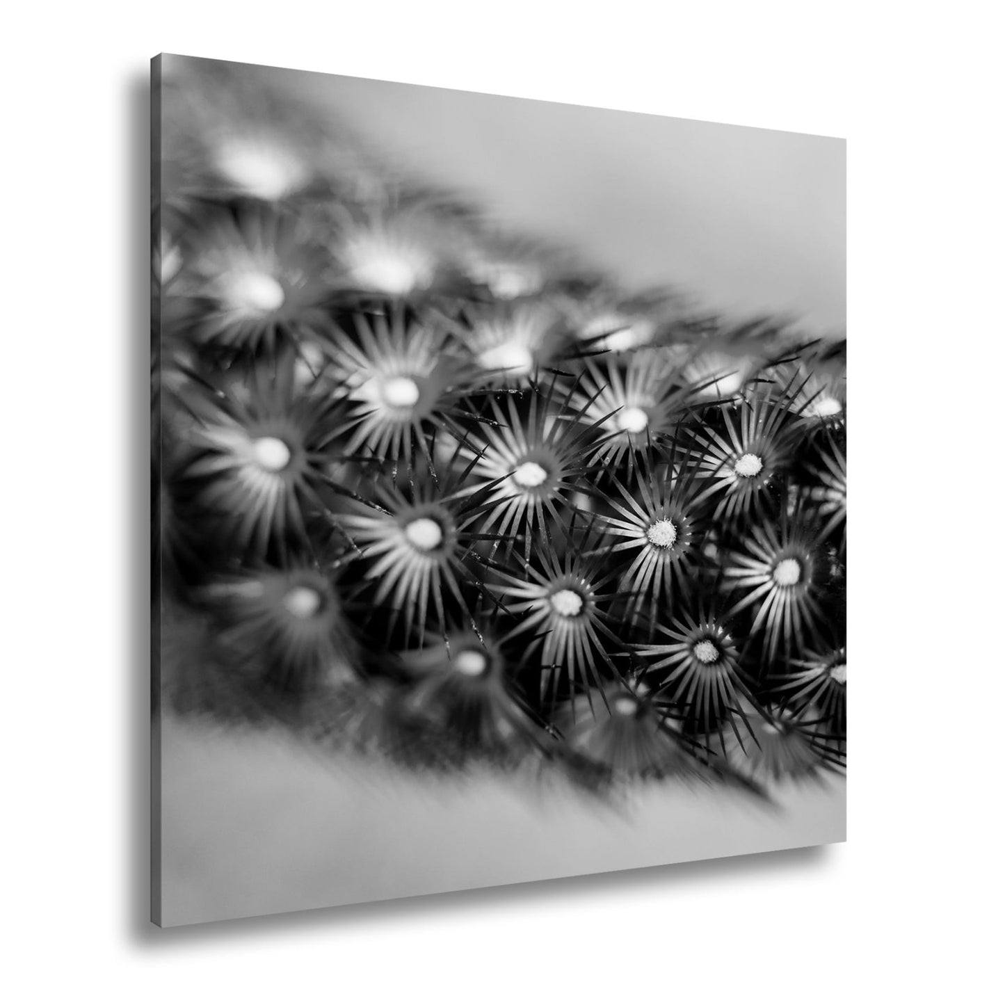 Leinwandbild Natur XXL – Makrozauber Leuchtende Dornen & Naturdetails - deyoli