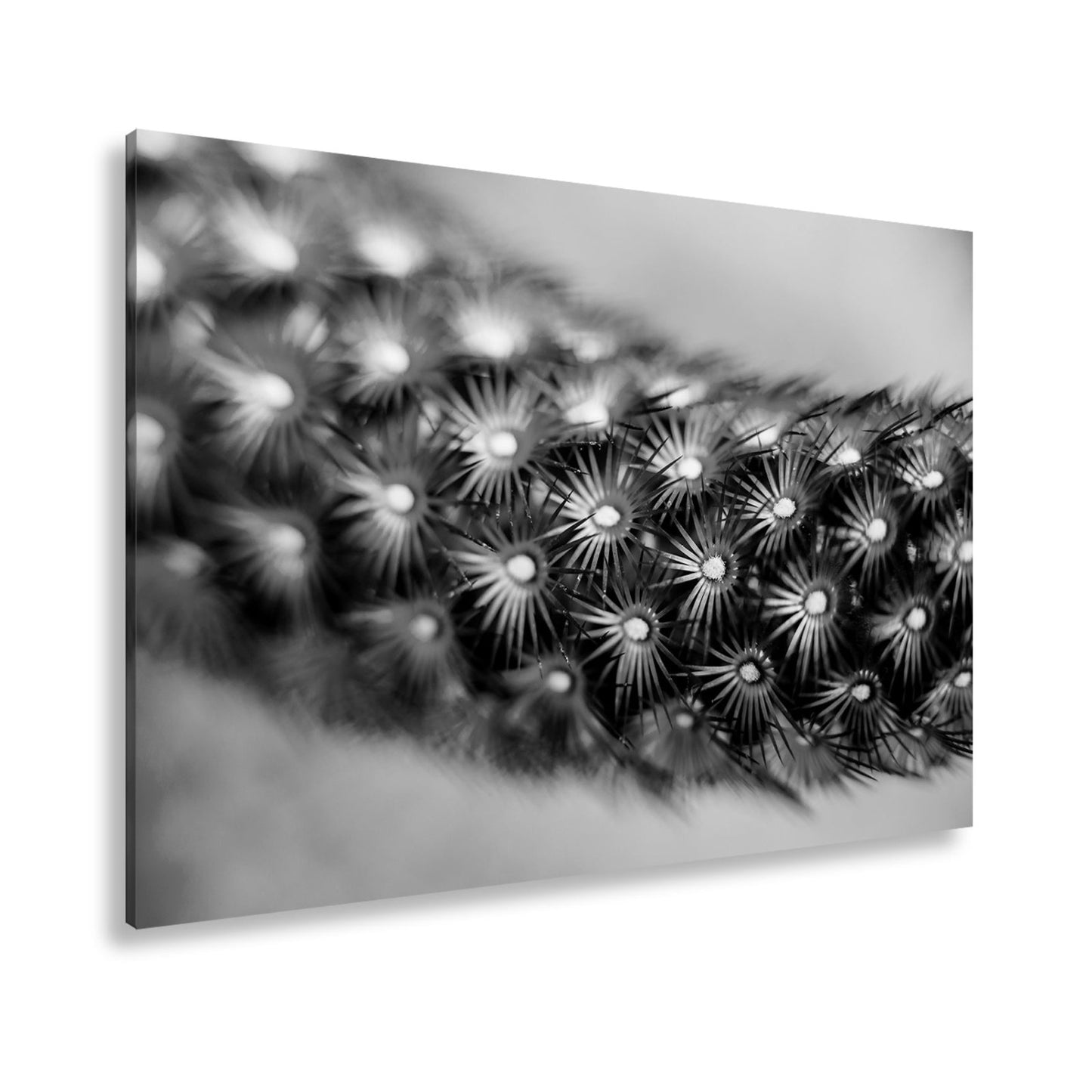 Leinwandbild Natur XXL – Makrozauber Leuchtende Dornen & Naturdetails - deyoli