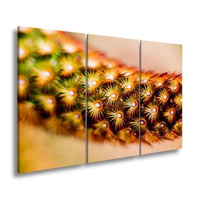 Leinwandbild Natur XXL – Makrozauber Leuchtende Dornen & Naturdetails - deyoli
