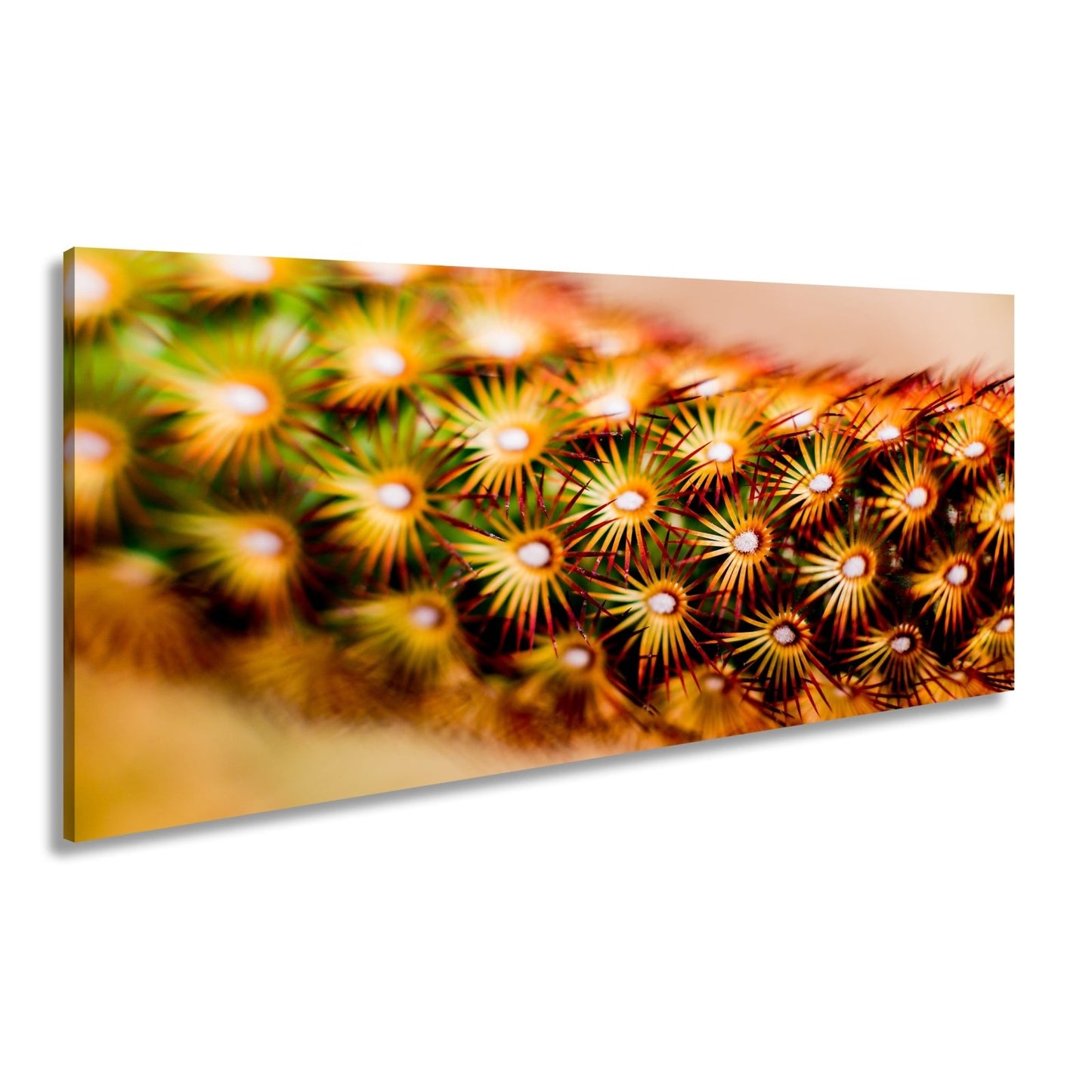 Leinwandbild Natur XXL – Makrozauber Leuchtende Dornen & Naturdetails - deyoli