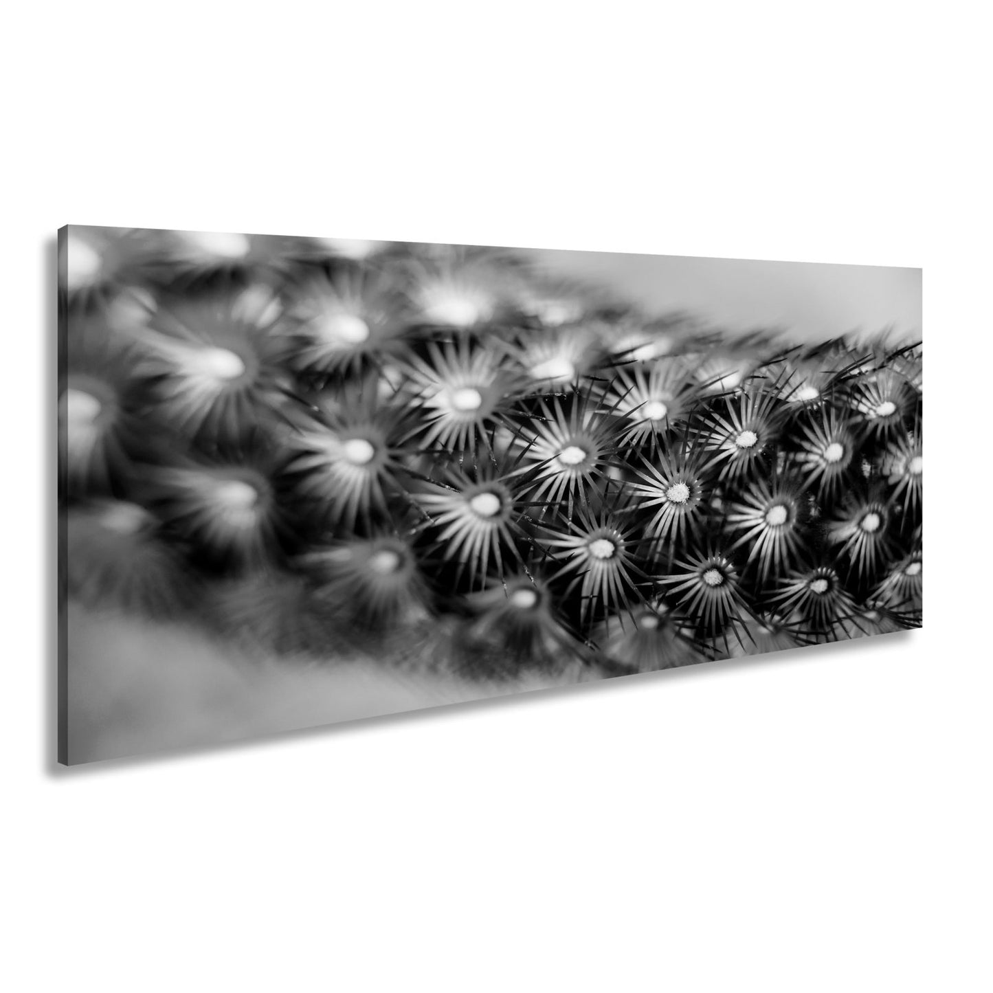 Leinwandbild Natur XXL – Makrozauber Leuchtende Dornen & Naturdetails - deyoli