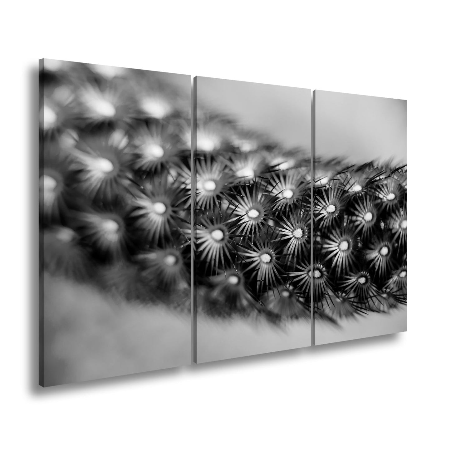 Leinwandbild Natur XXL – Makrozauber Leuchtende Dornen & Naturdetails - deyoli
