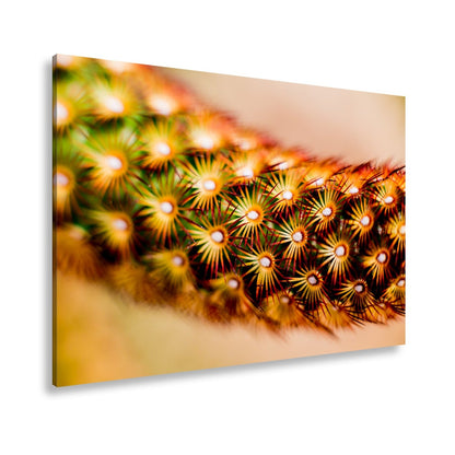 Leinwandbild Natur XXL – Makrozauber Leuchtende Dornen & Naturdetails - deyoli