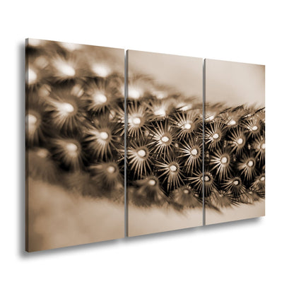 Leinwandbild Natur XXL – Makrozauber Leuchtende Dornen & Naturdetails - deyoli