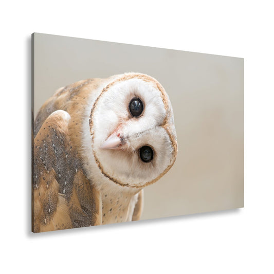 Leinwandbild Neugier mit Federkleid – Schleiereule kippt charmant den Kopf. - deyoli