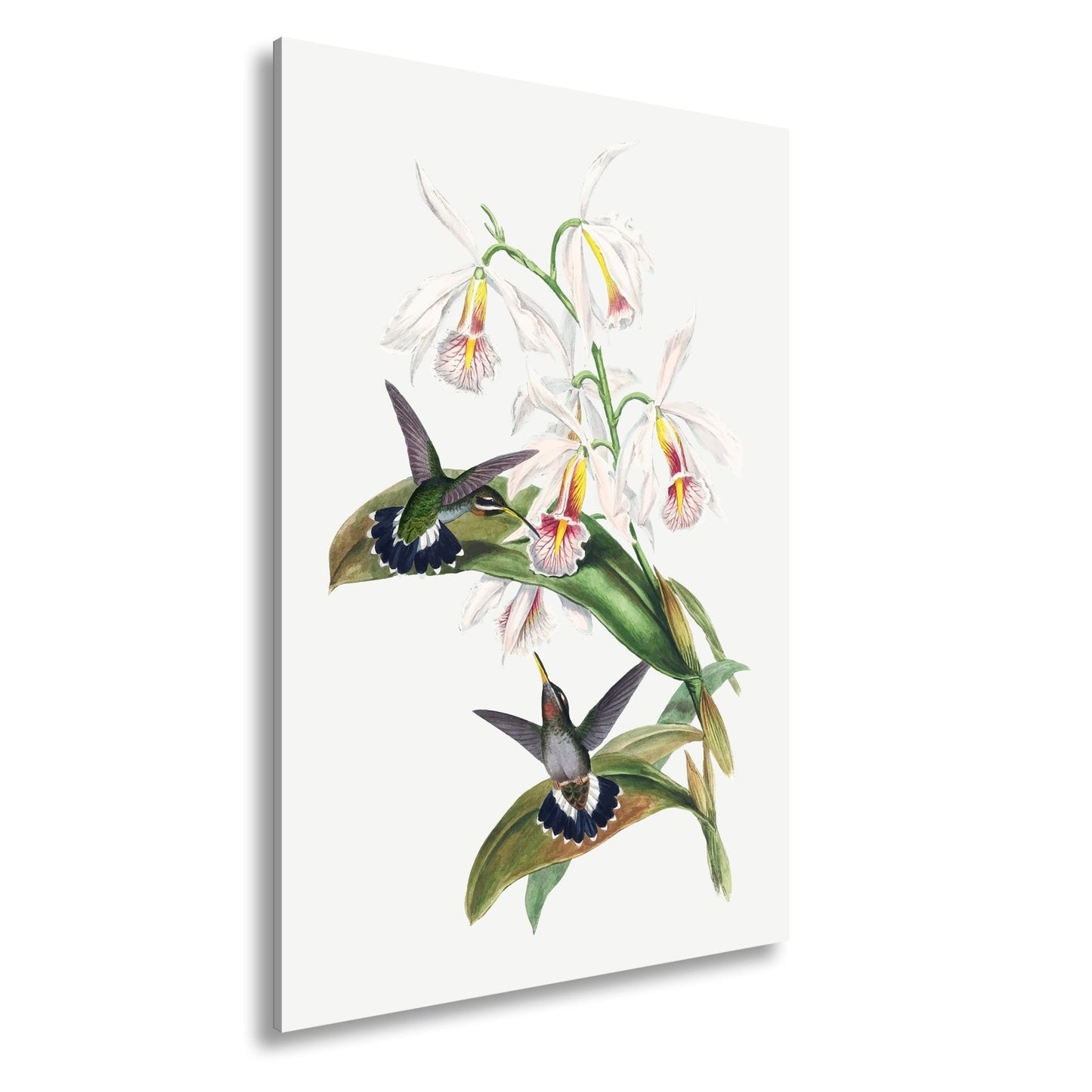 Leinwandbild Orchideen und Kolibris tanzen in zarter Naturharmonie - deyoli