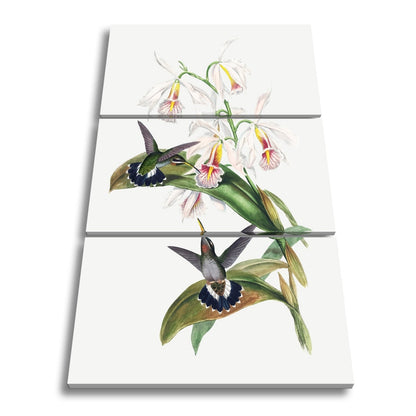 Leinwandbild Orchideen und Kolibris tanzen in zarter Naturharmonie - deyoli
