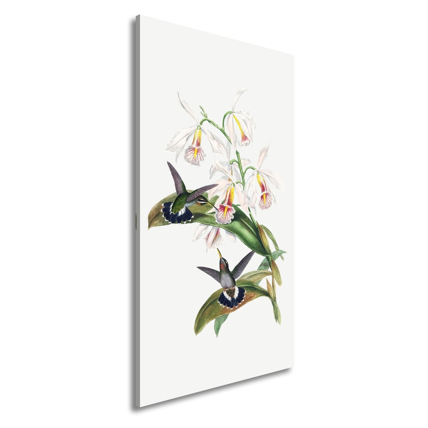 Leinwandbild Orchideen und Kolibris tanzen in zarter Naturharmonie - deyoli