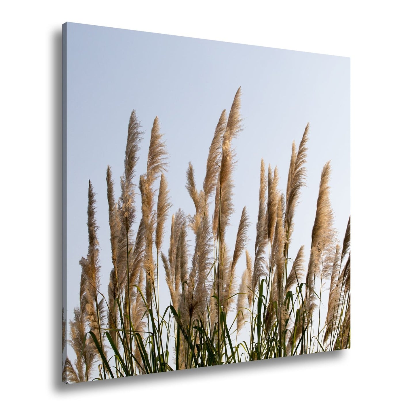 Leinwandbild Pampasgras XXL – Goldener Morgenhimmel Naturmotiv für Wohnzimmer - deyoli