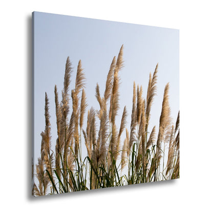 Leinwandbild Pampasgras XXL – Goldener Morgenhimmel Naturmotiv für Wohnzimmer - deyoli