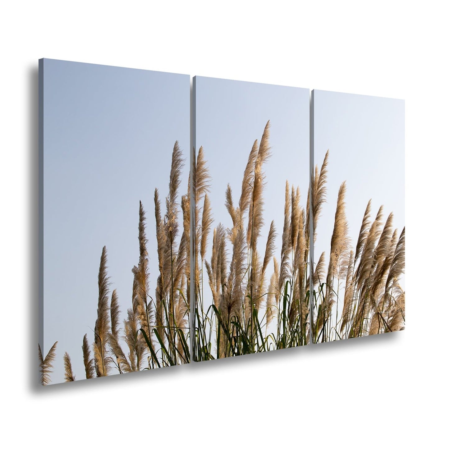 Leinwandbild Pampasgras XXL – Goldener Morgenhimmel Naturmotiv für Wohnzimmer - deyoli