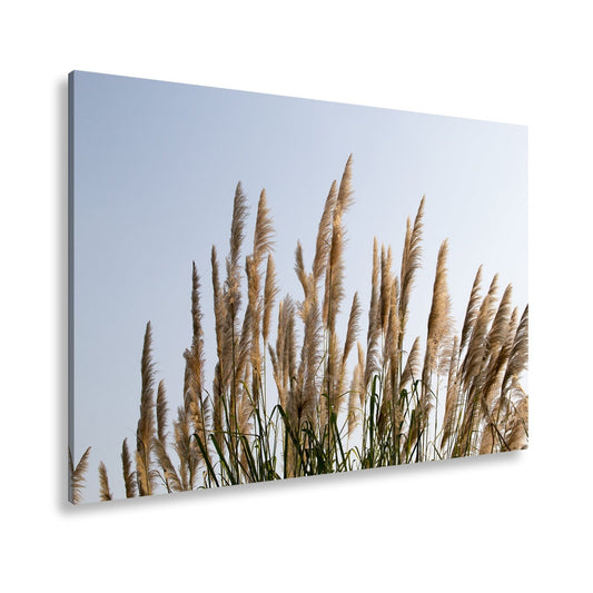 Leinwandbild Pampasgras XXL – Goldener Morgenhimmel Naturmotiv für Wohnzimmer - deyoli