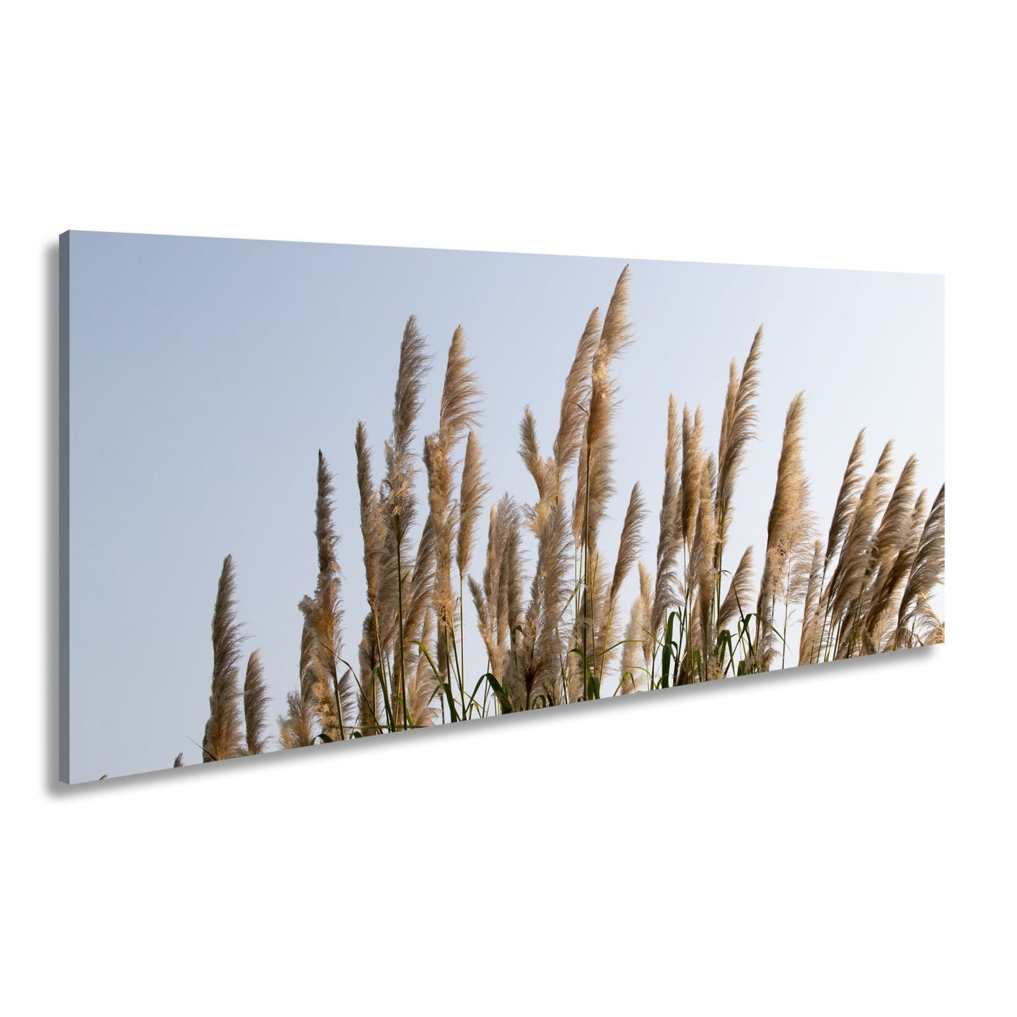 Leinwandbild Pampasgras XXL – Goldener Morgenhimmel Naturmotiv für Wohnzimmer - deyoli
