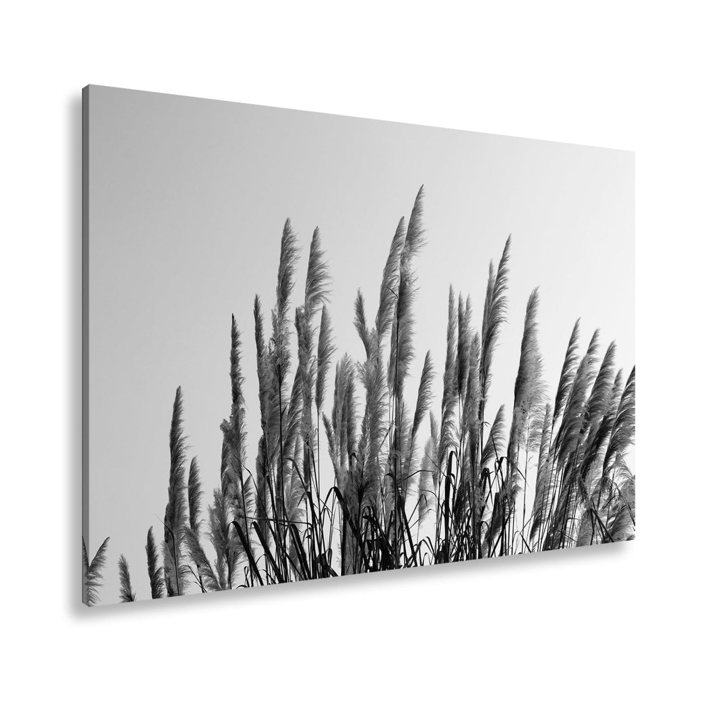 Leinwandbild Pampasgras XXL – Goldener Morgenhimmel Naturmotiv für Wohnzimmer - deyoli