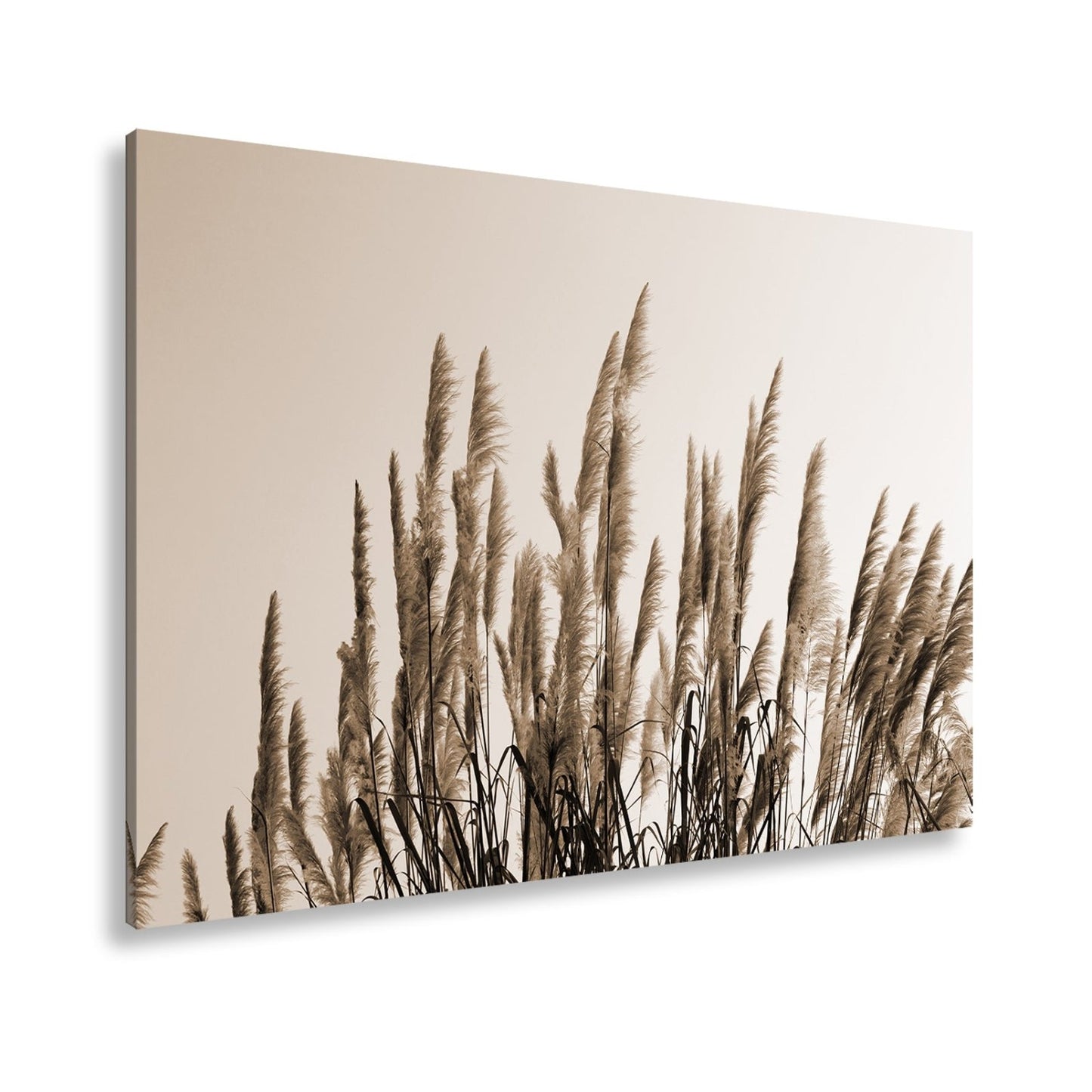 Leinwandbild Pampasgras XXL – Goldener Morgenhimmel Naturmotiv für Wohnzimmer - deyoli