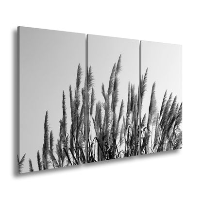 Leinwandbild Pampasgras XXL – Goldener Morgenhimmel Naturmotiv für Wohnzimmer - deyoli