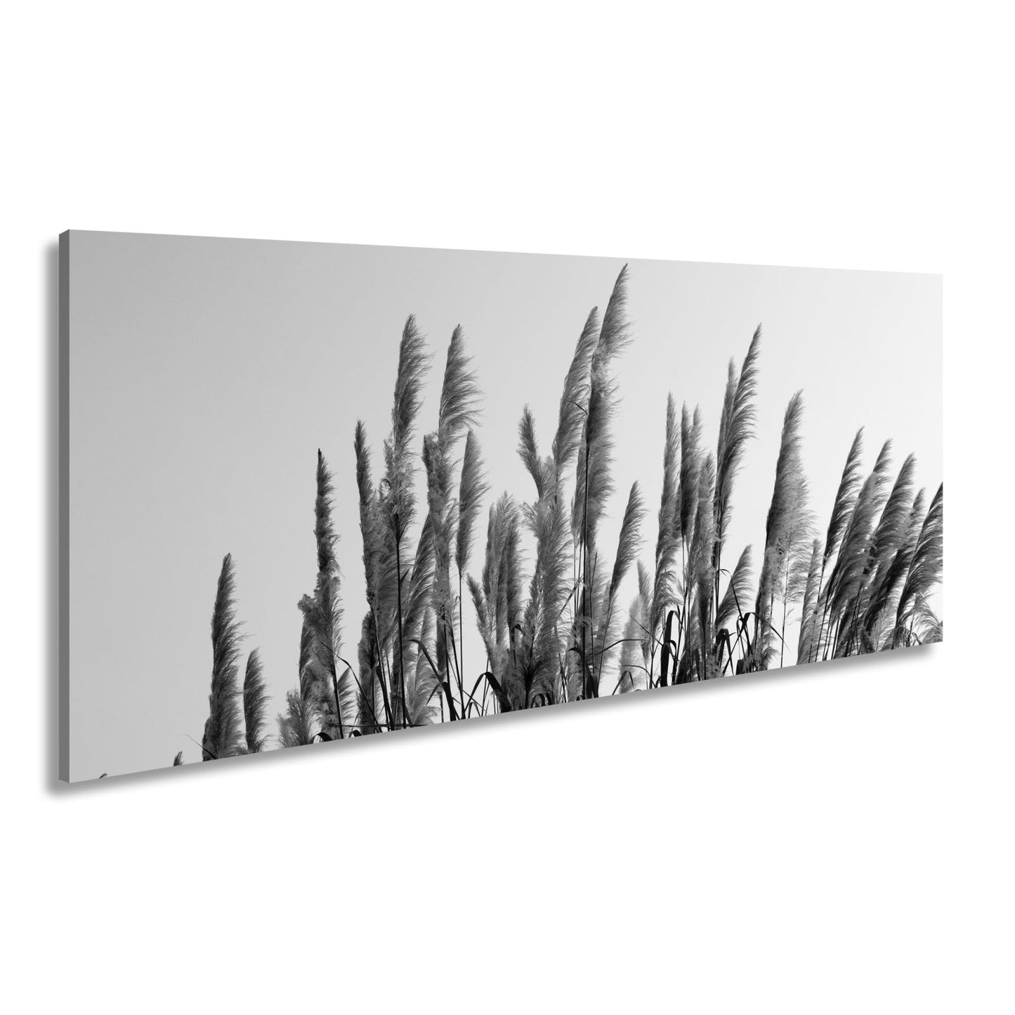 Leinwandbild Pampasgras XXL – Goldener Morgenhimmel Naturmotiv für Wohnzimmer - deyoli