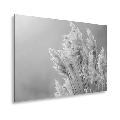 Leinwandbild Pampasgras XXL – Zartes Naturmotiv für Wohnzimmer & Schlafzimmer - deyoli