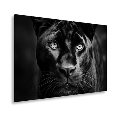 Leinwandbild Pantherblick – eisblaue Augen durchdringen die Dunkelheit. - deyoli