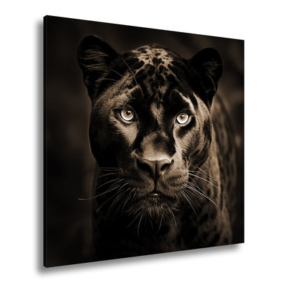 Leinwandbild Pantherblick – eisblaue Augen durchdringen die Dunkelheit. - deyoli