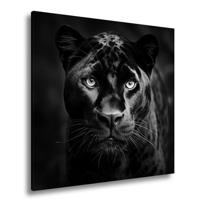 Leinwandbild Pantherblick – eisblaue Augen durchdringen die Dunkelheit. - deyoli