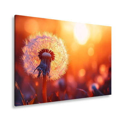 Leinwandbild Pusteblume im Abendlicht – flüchtige Schönheit des Seins. - deyoli