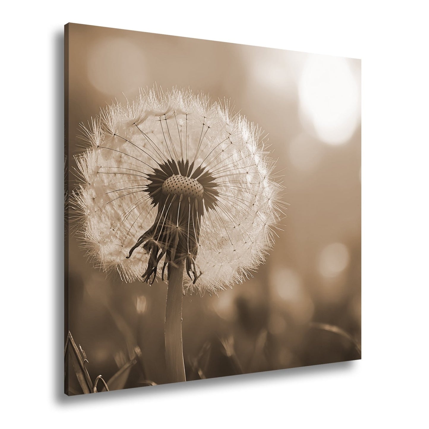 Leinwandbild Pusteblume im Abendlicht – flüchtige Schönheit des Seins. - deyoli