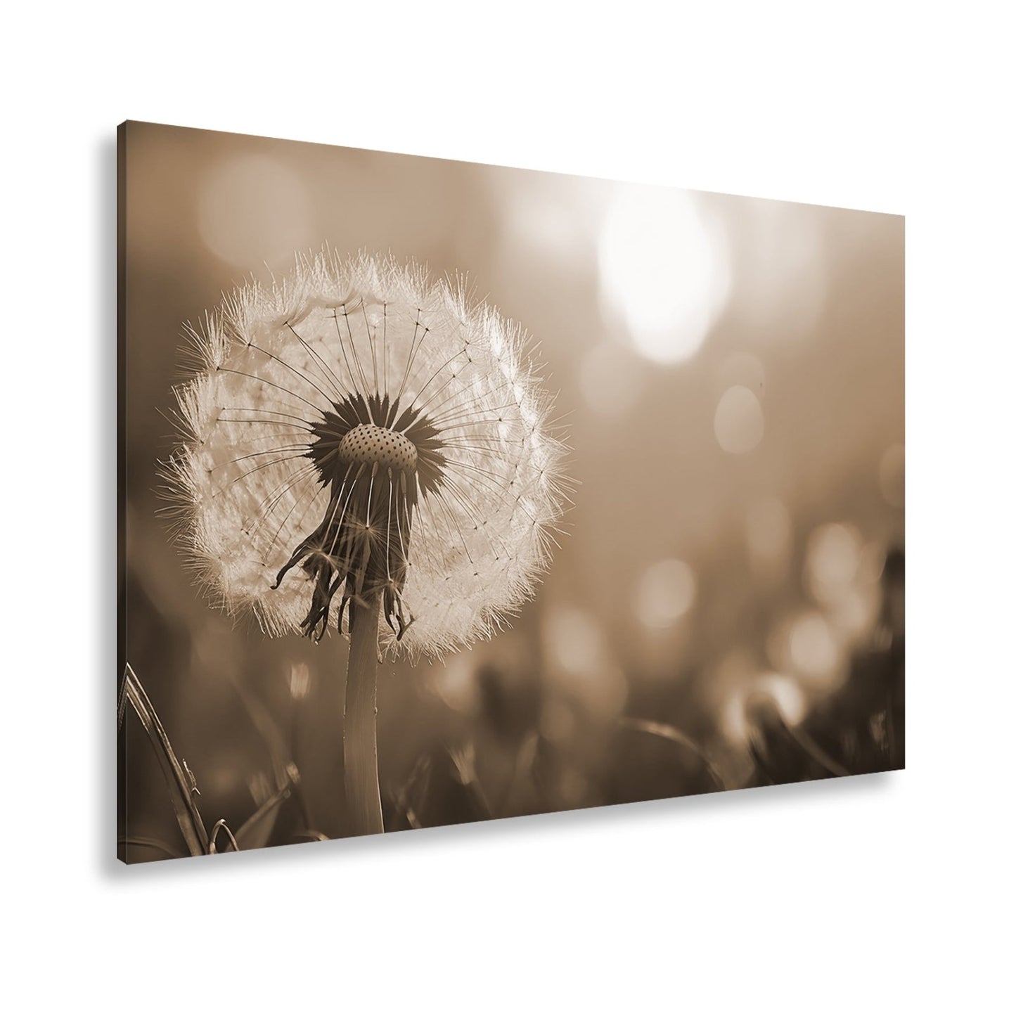 Leinwandbild Pusteblume im Abendlicht – flüchtige Schönheit des Seins. - deyoli
