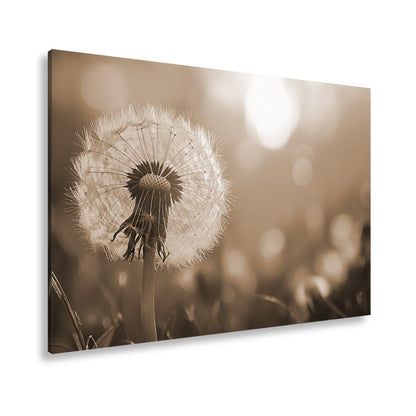 Leinwandbild Pusteblume im Abendlicht – flüchtige Schönheit des Seins. - deyoli