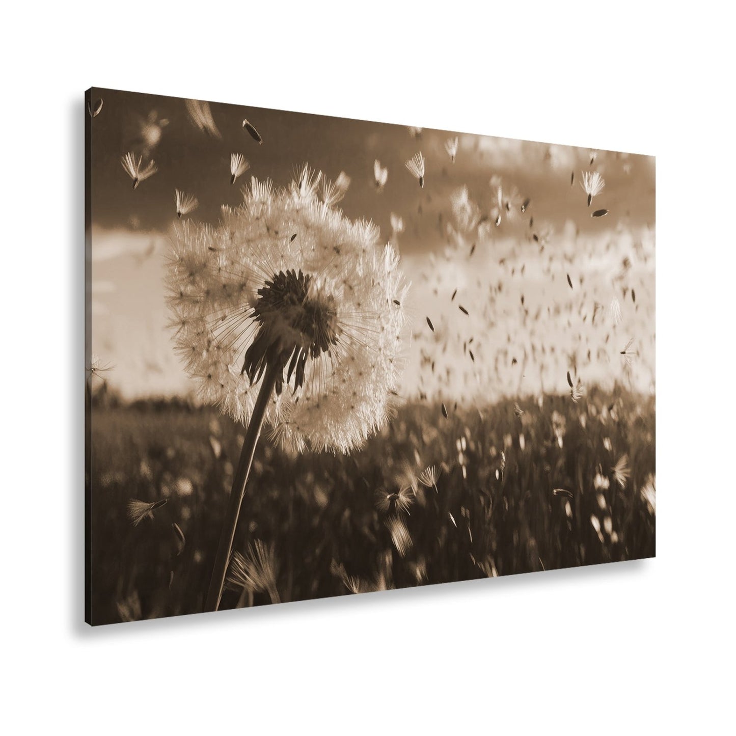 Leinwandbild Pusteblume im Flug – flüchtige Träume im Abendlicht. - deyoli