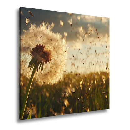 Leinwandbild Pusteblume im Flug – flüchtige Träume im Abendlicht. - deyoli